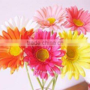 fresh cut flowers gerbera floert fully open gerbera from kunming