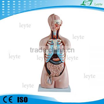 XC-206 85CM 20 Parts human body anatomy Sexless Torso model