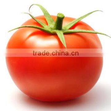 Fresh Tomatoes photo-3