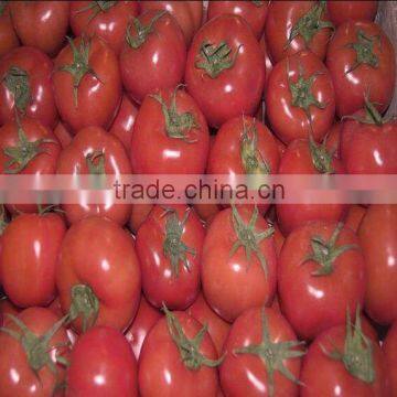 Fresh Red Organic Tomato photo-2