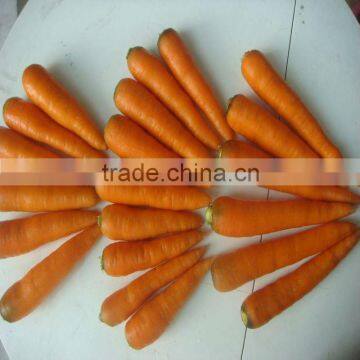 2012 chinese carrot