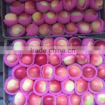 Gansu Fresh Fruit gala apple for sale