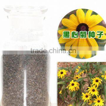 Rudbeckia hirta flower seeds