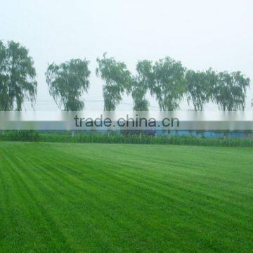 Zoysia Japonica