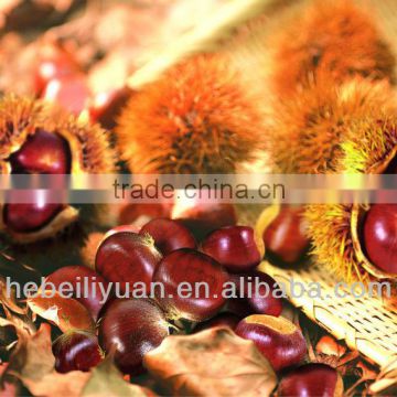 new fresh chestnuts organic chesnuts