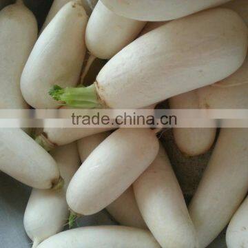 High Speed Stainless Steel GL-380 Vegetable Washer and Peeler Machine photo-4