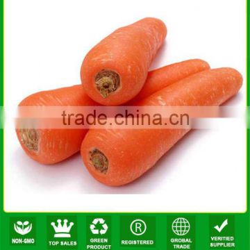 JCA01 Luobo high yield five inch carrot seeds