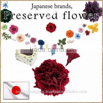 Colorful and Cute carnation preserved flowers for flower arrangement , arrangement materials also available