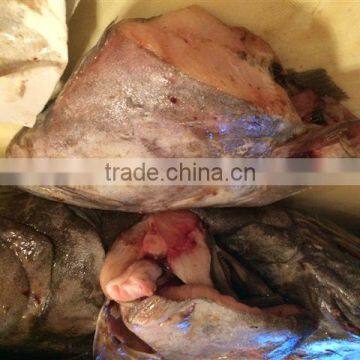 Greenland Halibut Fish Head photo-2