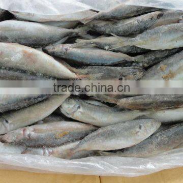 Sardine fish