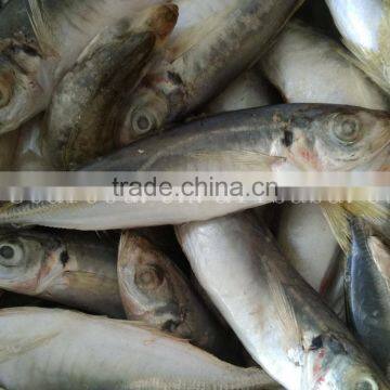China Frozen Horse Mackerel Fish Yellow Tail Fishing Trawlers photo-4