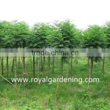 Jacaranda Mimosifolia Tropical Trees photo-2