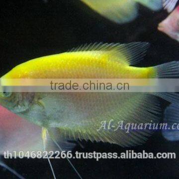 Giant Gourami Mix Color / Aquarium Fish Exporter photo-6