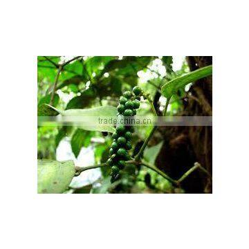 Black Pepper Extract photo-2