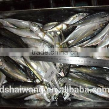 Frozen horse mackerel for common use with size 8 - 10 / kg