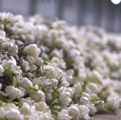 High Fragrance Jasmine Green Tea for Bubble Tea Chinese Jasmine Scented Loose Leaf Jasmine Green Tea Leaves photo-4