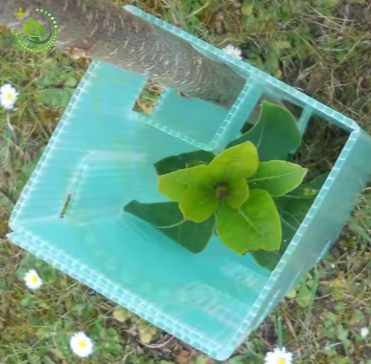 Custom Polypropylene Correx Tree Shelter Panels for Young Plant Protection photo-2