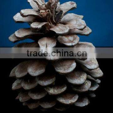 100% Christmas Natural Pine Cone For Decorative