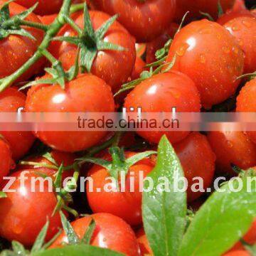 fresh tomato paste