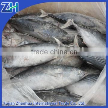 Hot sale BQF frozen bonito fish for sale