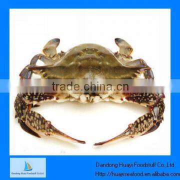 frozen swimming crab sea crab half cut