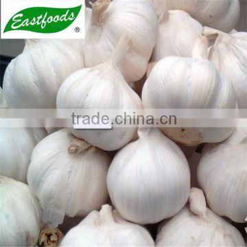 2015 new crop pure white garlic 4.5 5