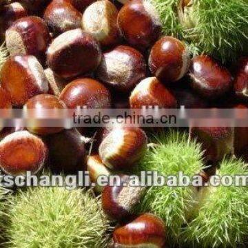 the best quality qiianxi fresh chestnut new crop