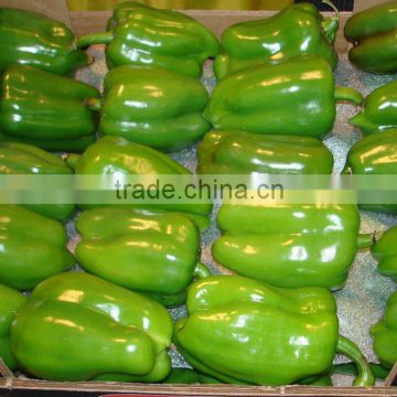 Fresh Capsicum