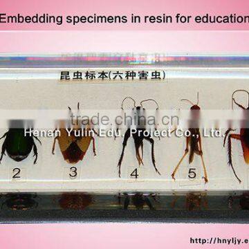 Arthropods delegate specimen/anatomical specimens