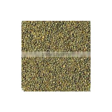 Best Quality Green Fresh Millet