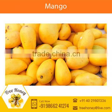 Highly Demanded Fresh Indian Mango Available at Low Market Price