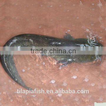 1KG up frozen oil catfish for exporting