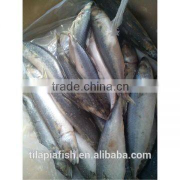 Good quality mackerel fish frozen