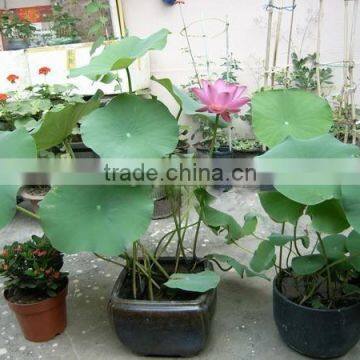 2015 Water Lily Lotus Seeds For Growing For Family Pot Landscape photo-5