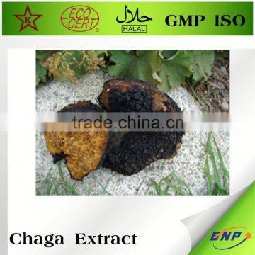 Medicinal Mushroom Chaga Mushroom Extract