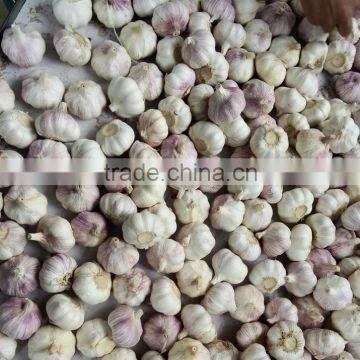 5.0cm Fresh White Garlic at cheap price