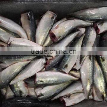 Frozen HGT Pacific mackerel