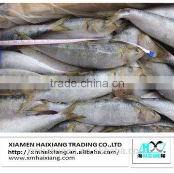 Wholesale Sardine Seafood Fish