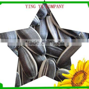 the biggest exportor bulk chinese sunflower seeds