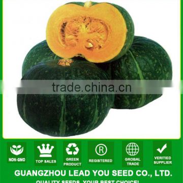 PU08 Jinyuan f1 hybrid sweet green pumpkin seeds, pumpkin seeds in agriculture