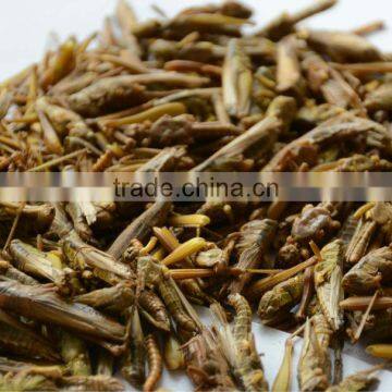 Best Price of Plastic Grasshoppers photo-3