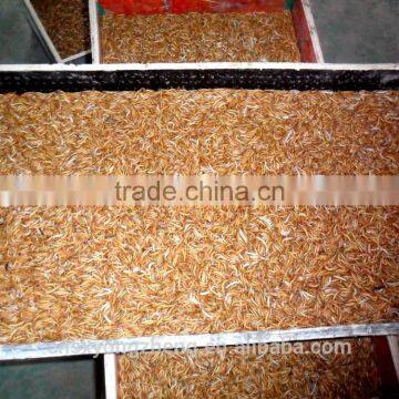 Organic Chicken Feed Mealworm ; Dried Mealworms Of Chicken Feed photo-3