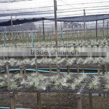 Tillandsia Air Plant photo-5