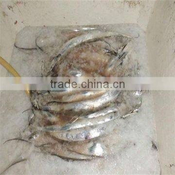 fine quality and all kinds of frozen seafood fillet fish