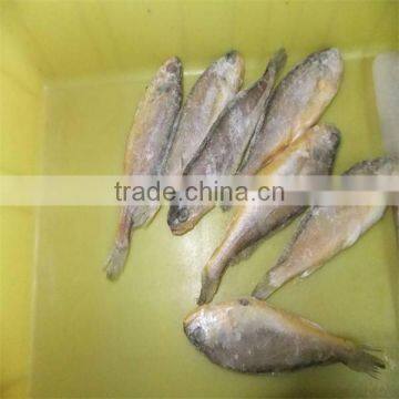 frozen quality yellow sea and all fish seafood