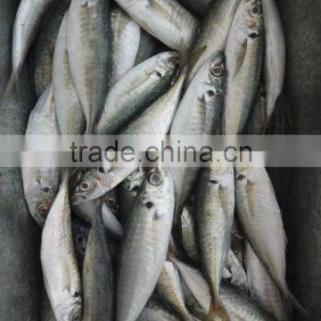 Frozen horse mackerel hot sale fresh fish made in china