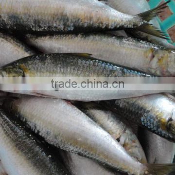 Cheap Sea Frozen Sardine Fish photo-2