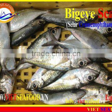 FROZEN BIGEYE SCAD WHOLE ROUND photo-2