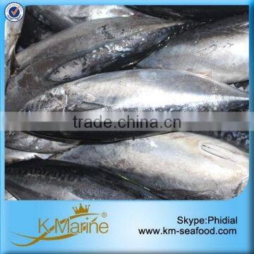 Frozen Bonito Fish Without Points photo-3