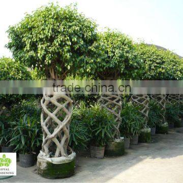 Ficus benjamina cage shape topiary plant ( landscaping tree)